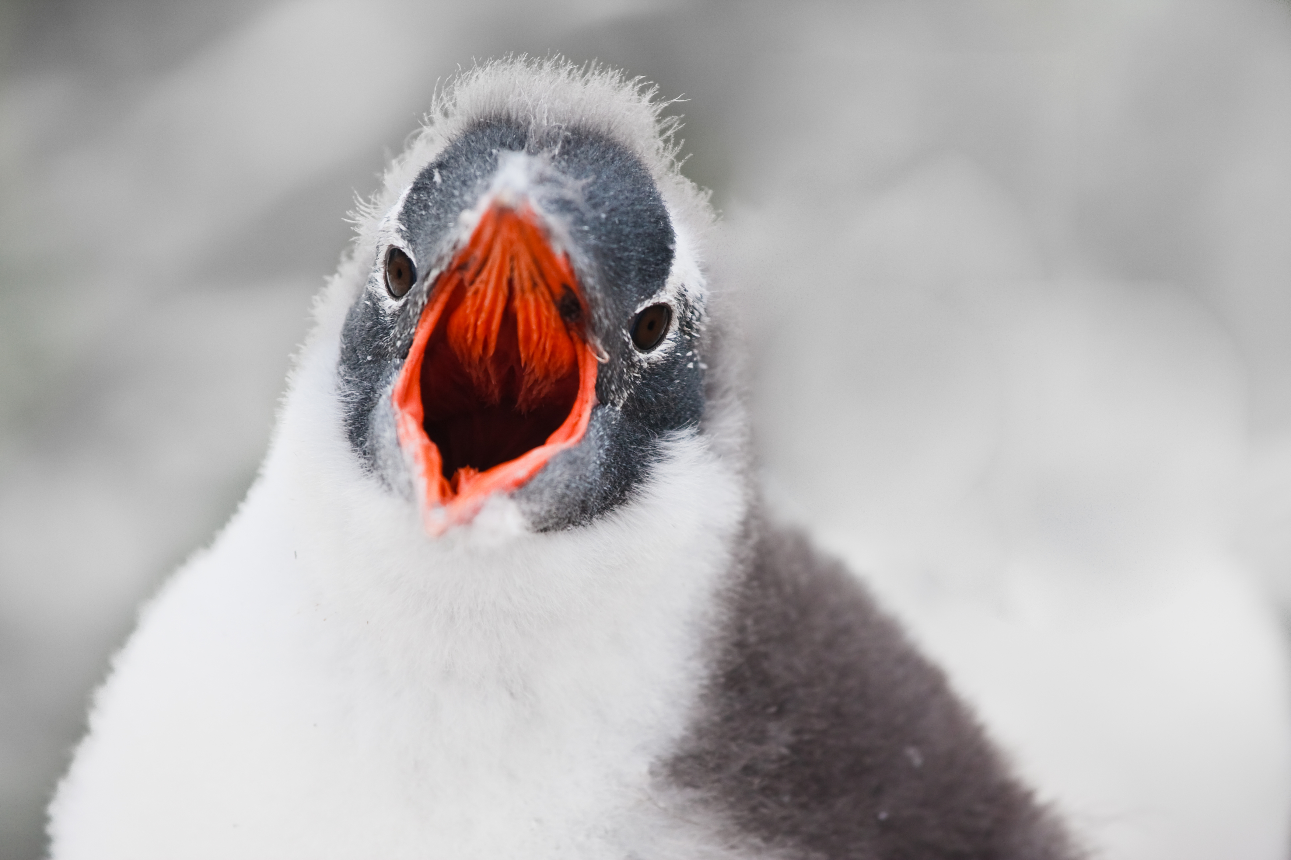 Пингвин с открытым клювом